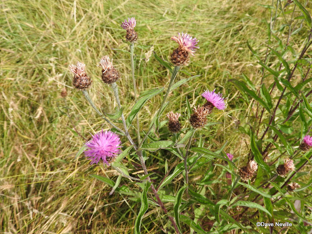 Common Knapweed