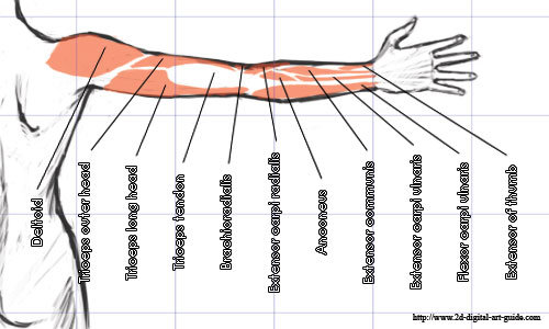 Muscles of the Upper Limb ~ Anatomy for MSP