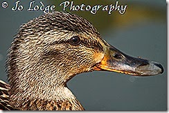 IMG_2564