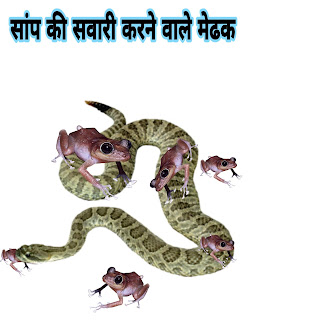 सांप की सवारी करने वाले मेढकों की कथा ( Snake That A  ride Frogs ) :- पंचतंत्र
