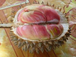 adenalfi: durian pelangi