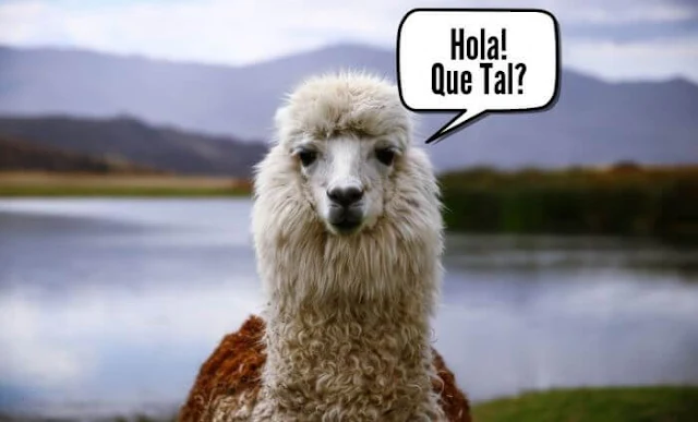 スペイン語を話すアルパカ