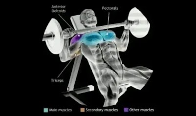تمرين بنش كامل للتضخيم- افضل 9 تمارين للمبتدئين والمحترفين