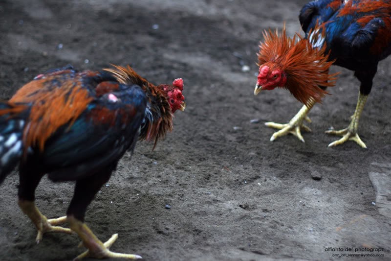 Ayam Bunuh Tuan Ayambinatang Pun Ada
