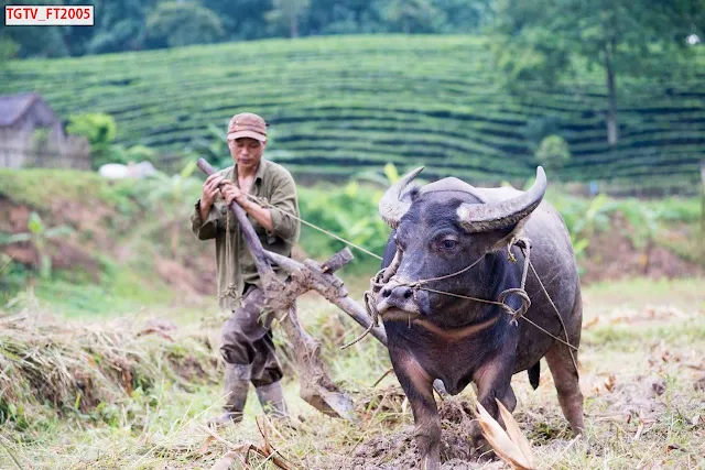 Tranh Quê Hương Việt