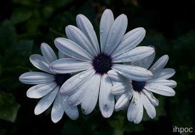 IMG_1522 copy