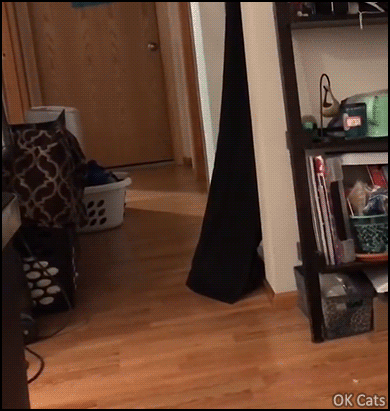 Funny Cat GIF • Sneak attack! Troll cat jumps out to scare her sister. Startled cats have always funny reactions! [ok-cats.com]