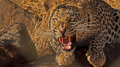 angry-leopard-animal-hd-wallpaper