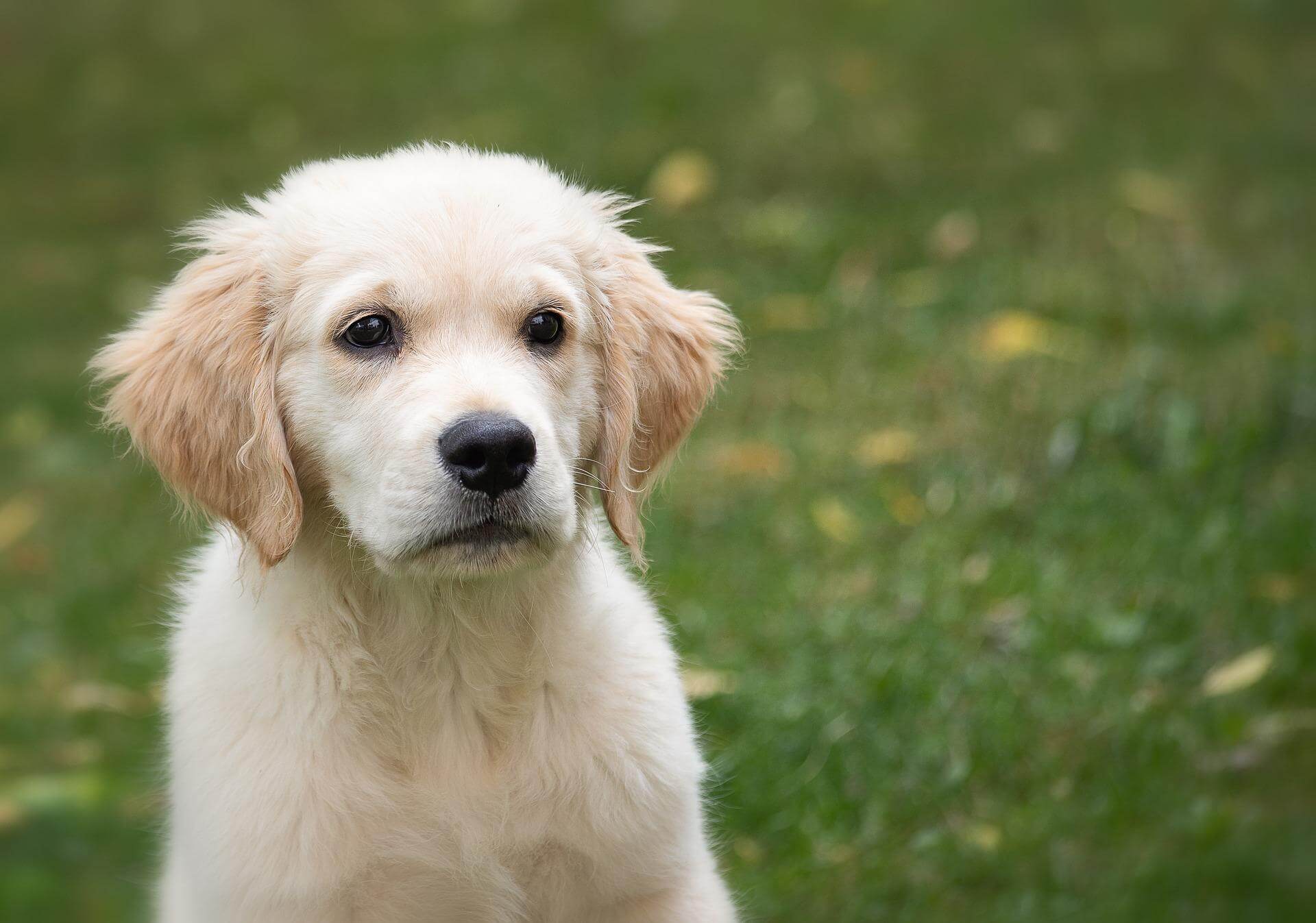 adoptar un perro pequeño cachorrito