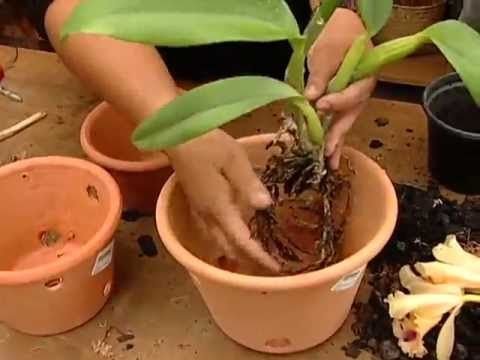 Aprenda dividir e replantar suas orquídeas