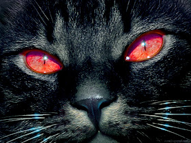 Black Cat Red Eyes Wallpaper Free