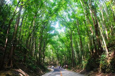 Bilar Man-Made Forest