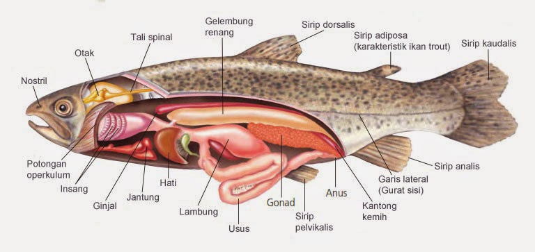  Gambar  Kelompok Pisces  Info Pendidikan Biologi Struktur 