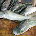 Cá ba gai - Đặc sản làm say lòng thực khách du lịch Quảng Ninh