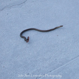 Florida Ringneck Snake in Leesburg, Florida