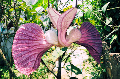 Flores de otro planeta aquí en la tierra (Flores Pato)