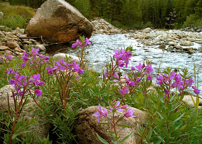 Purple flower river