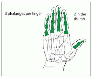 The finger bones.