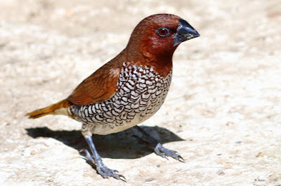 "Scaly-breasted Munia - close up snap sitting on the ground."