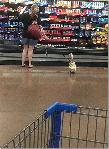 walmartduck