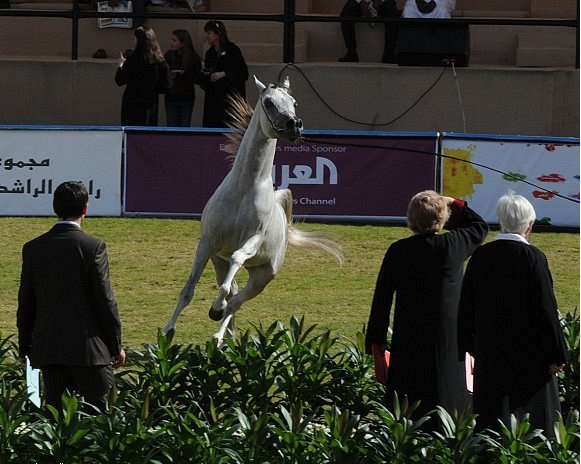 Arabian Horse Festival