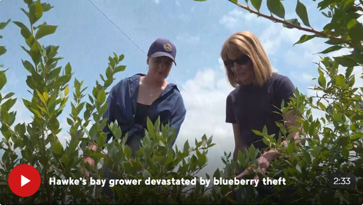 Bay Blueberries có khoảng 700 bụi cây bị tước hết quả.