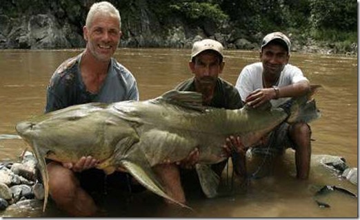 Goonch catfish monster on the Indian river