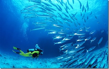 scubadivingDMsat210408_428x269_to_468x312