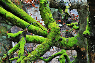 Rocher Saint Germain, Fontainebleau