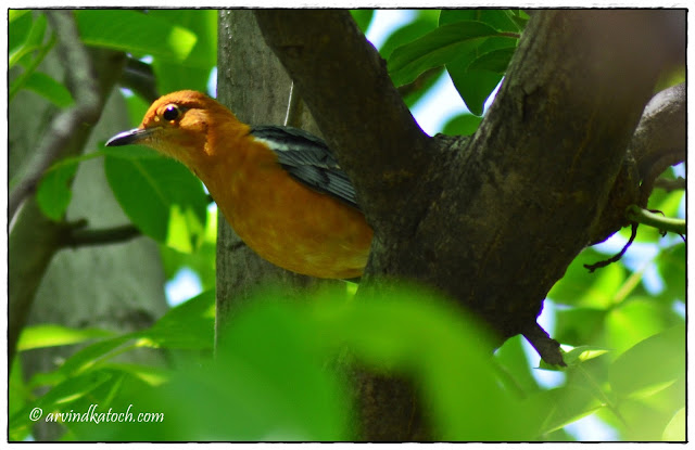 Orange-headed Thrush