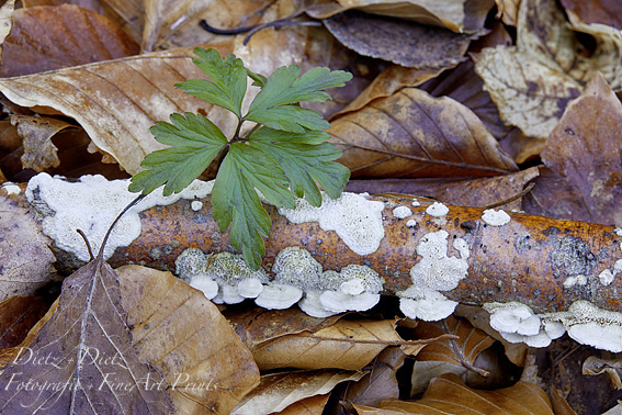 Gemeiner Lederfältling (Byssomerulius corium / Meruliopsis corium)