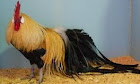 Mengenal tentang ayam phoenix, ayam hias yang berasal dari luar negri