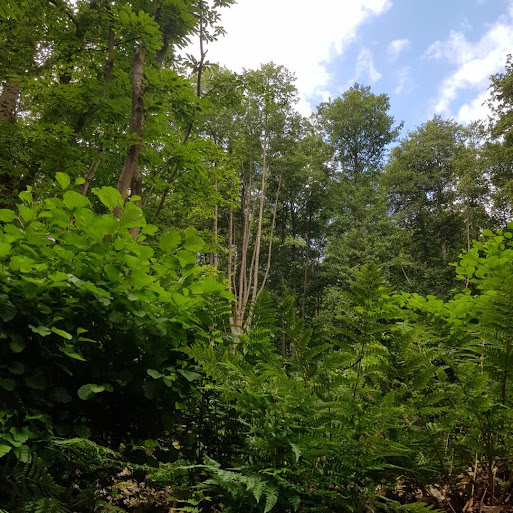 Lush green trees and ferns with a blue sky