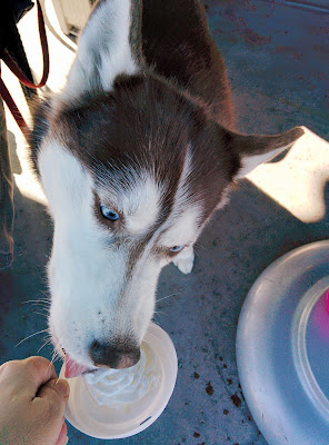 My dog enjoying a "Puppuccino" at Starbucks!