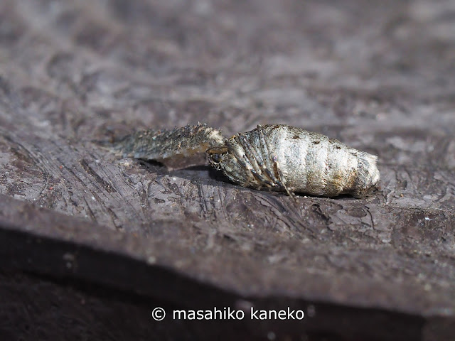 フタスジヒラタアブ幼虫に捕食されるウスモンフユシャク♀？