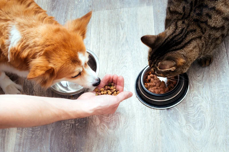 How To Read Pet Food Labels