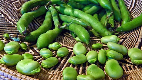 Fava Beans Pods and Favas in Basket