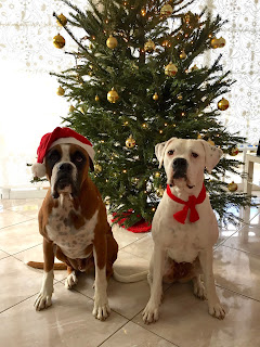 Los bóxers les desean felices fiestas