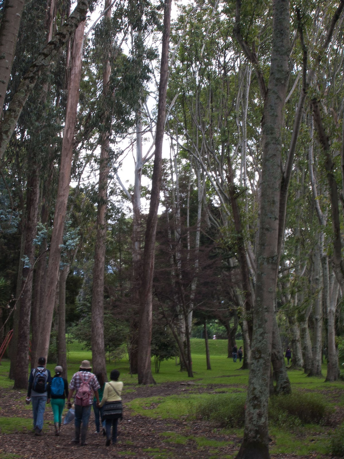 Bosque de Urapanes humedal cordoba