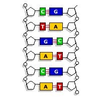 Human Genome