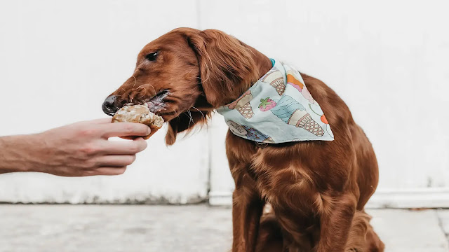 Dog Licking Ice Cream