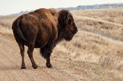 Badlands National Park: Bison