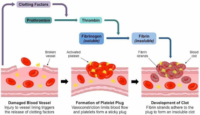 proses pembekuan darah oleh trombosit