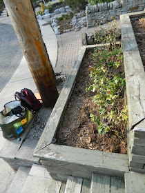 The Beach Toronto Front Garden Tier Four Before by Paul Jung Gardening Services--a Toronto Gardening Company