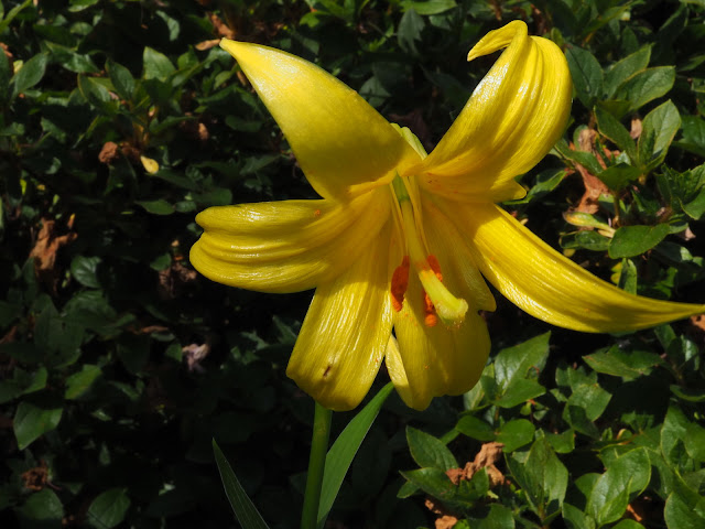 Лилия родопская (Lilium rhodopeum)