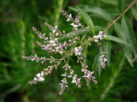 Verbena