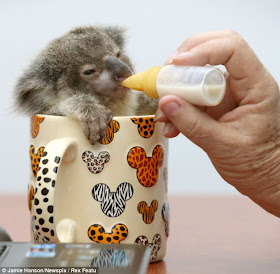 Orphaned baby koala was found on a roadside in Brisbane, Raymond the abandoned baby koala, baby koala pictures, baby koala in a mug being fed