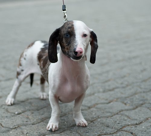 Miniature Long Haired Daschund Puppies. mini long haired dachshund