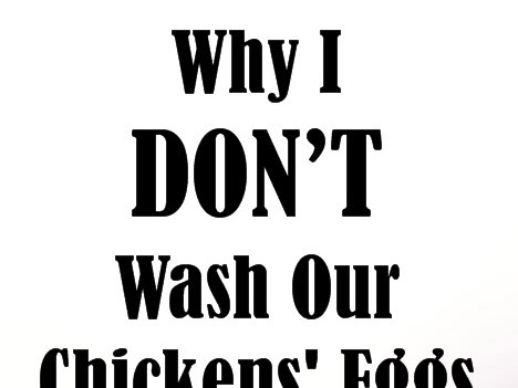 Why I Don't Wash Our Chickens' Eggs