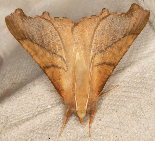 Dusky Thorn, Ennomos fuscantaria.  Hayes, 8 August 2016.